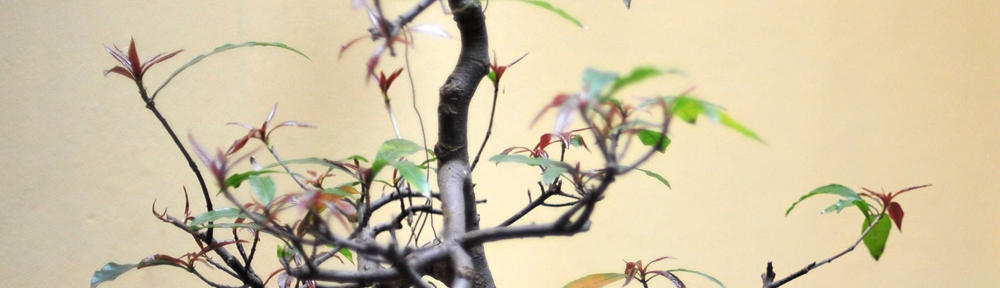 Julien Robitaille's blog